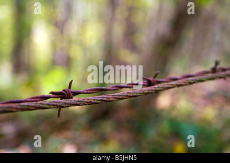 Schuss von rostigen Stacheldraht vor einem verschwommenen Hintergrund von gedämpften Herbstfarben hautnah. Stockfoto