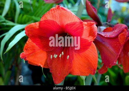 Amaryllis 'Red Lion' Stockfoto