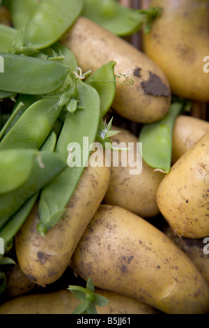 Zuteilung produzieren-Bohnen und Kartoffeln frisch gegraben Stockfoto