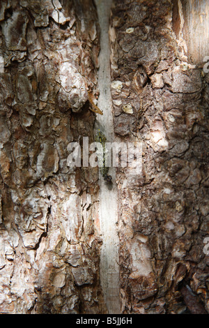 GROßER weißer Schmetterling Pieris Brassicae CHRYSALIS ON Schuppen HOLZWAND Stockfoto