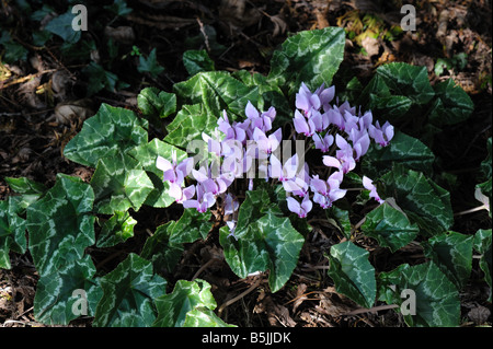 Efeu-leaved Alpenveilchen oder Alpenveilchen Cyclamen Hederifolium blüht in schwere Schatten Stockfoto