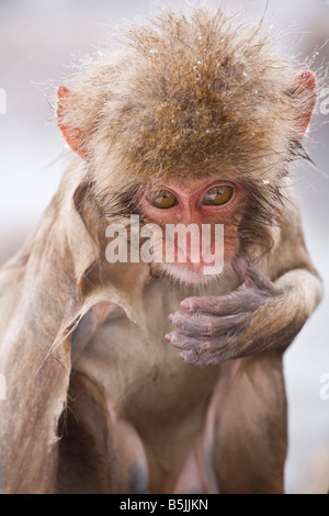 Snow Monkey im Affenpark Jigokudani National Nagano Japan Stockfoto