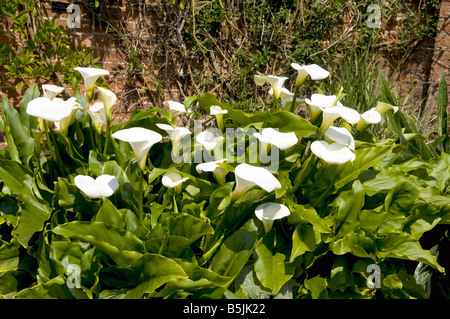 Zantedeschia Aethiopica 'Crowborough' Stockfoto