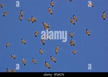 Kraniche fliegen in formation Stockfoto