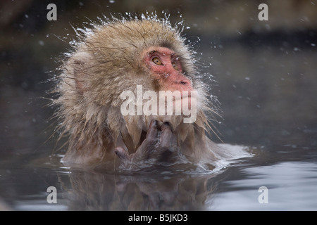 Snow Monkey im Affenpark Jigokudani National Nagano Japan Stockfoto