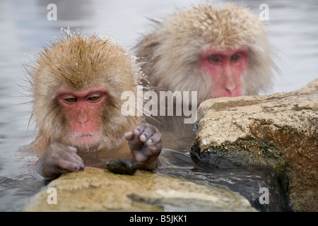 Schneeaffen im Affenpark Jigokudani National Nagano Japan Stockfoto