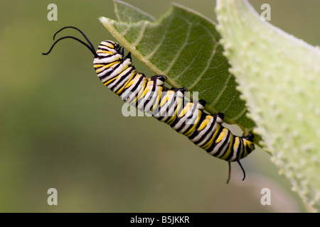 Monarch-Schmetterling Raupe Verzehr Wolfsmilch Pflanze Stockfoto