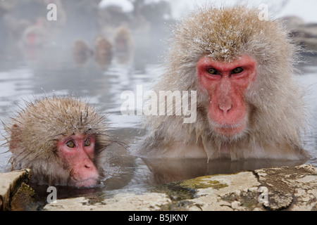 Schneeaffen im Affenpark Jigokudani National Nagano Japan Stockfoto