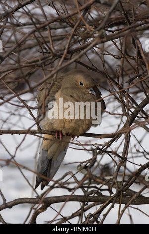 Mourning Dove aufgeblasen sitzt in einem Busch Zenaida Macroura Stockfoto