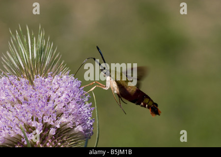 Kolibri Clearwing Moth Sphinx Motte Hermaris Thysbe sammeln Nektar von Teasle Blume Gattung Dipsacus D Fullonum Stockfoto