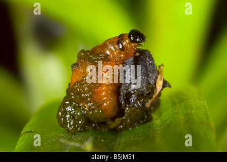 Lily Käferlarven bedeckt charakteristisch in seinen eigenen Exkrementen Stockfoto