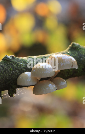 Porzellan-Pilz (Oudemansiella Mucida)? Stockfoto