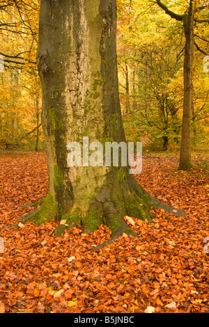 Herbst in Styal Wäldern, Cheshire, UK Stockfoto