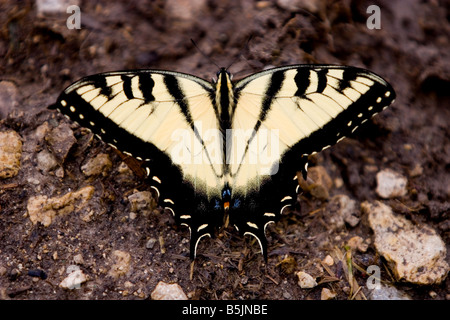 Tiger Schwalbenschwanz Schmetterling Papilio Glaucas auf Boden Stockfoto