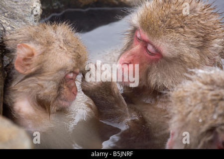 Schneeaffen im Affenpark Jigokudani National Nagano Japan Stockfoto