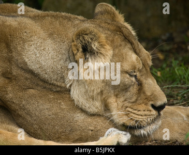 Schlafen, weibliche asiatische Löwin (Panthera Leo Persica), Zoo, England, Europa Stockfoto