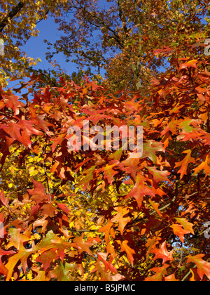 Stift Eiche (quercus palustris) Stockfoto