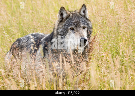 Ein einsamer männlichen alpha Grauwolf steht allein in einem Bereich der hohen Wildgras in Montana Stockfoto