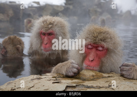 Schneeaffen im Affenpark Jigokudani National Nagano Japan Stockfoto