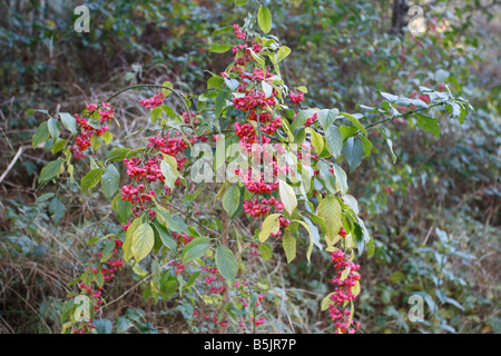 Spindel Baum Euonymus Europaeus Baum mit Beeren Stockfoto