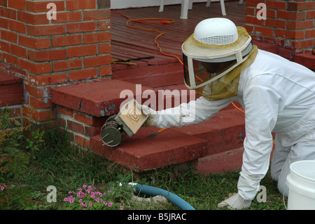 Ein Imker Bienen vor dem Herausnehmen aus einem Haus zu rauchen. Stockfoto