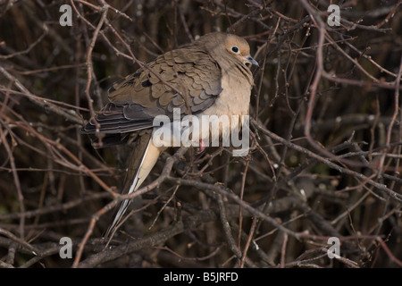 Mourning Dove sitzt in einem Busch, Flusen, Federn, warm zu halten Stockfoto