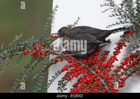 AMSEL Turdus Merula weibliche Essen ZWERGMISPEL BERRY Stockfoto