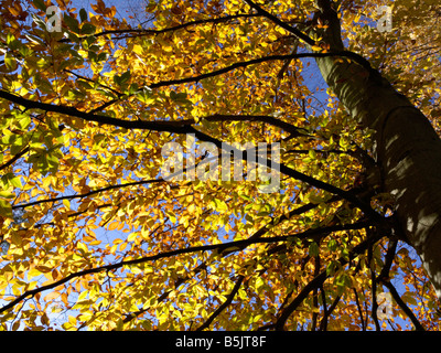 Amerikanische Buche (Fagus grandifolia) Stockfoto