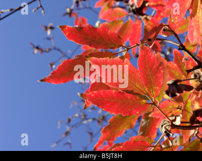 Nikko Ahorn (Acer Acer nikoense maximowiczianum Syn.) Stockfoto