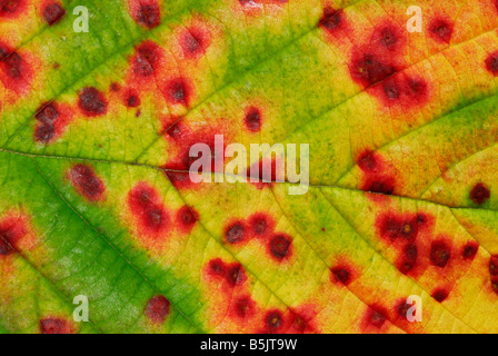 Abstrakte Sicht der bunten bamble Blatt (rubus fruticosus) im Herbst, Schottland, Großbritannien. Stockfoto