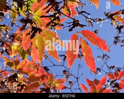 Nikko Ahorn (Acer Acer nikoense maximowiczianum Syn.) Stockfoto