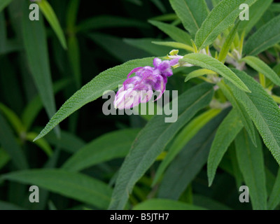 Mexikanische bush Salbei (Salvia leucantha) Stockfoto