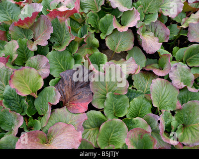 Herz Blatt bergenia (Bergenia cordifolia) Stockfoto