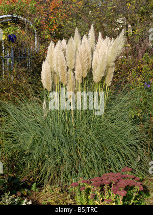 Pampasgras (Cortaderia Selloana) Stockfoto