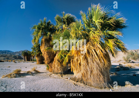 Wüste Fan Palmen an 17 Palms Oasis auf schneiden über Trail Feldweg in Kalifornien Anza Borrego Desert State Park Stockfoto
