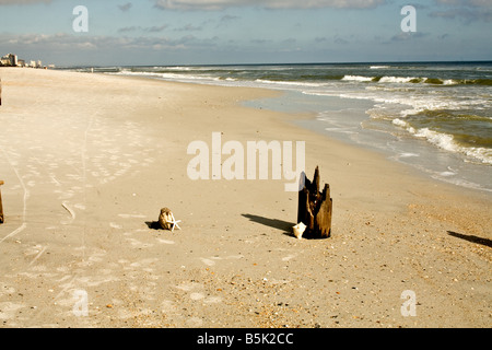 Seestern stützte sich auf eine Kokosnuss von verfallenden hölzernen Pfählen am Strand in Jacksonville Beach, Florida Stockfoto