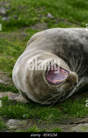 Atlantic Grey Seal Halichoerus Grypus Gähnen und zeigt seine Zähne Stockfoto