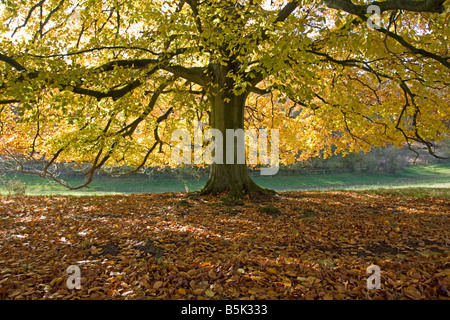 Hinterleuchtete Buche in Herbstfarben Westonbirt Arboretum Tetbury UK Stockfoto