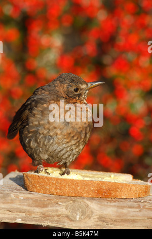 AMSEL Turdus Merula weibliche SITZSTANGEN ON FUTTERTISCH Stockfoto