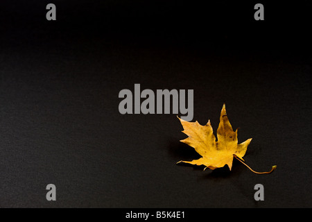 Studio-Stil Foto von einem gelb-braunen Ahorn Blatt vor einem schwarzen Hintergrund. Stockfoto