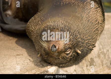 Schlafende Seelöwen, Zoo, England, Großbritannien, Europa Stockfoto