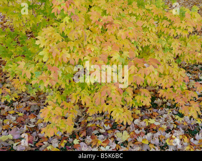 Zucker-Ahorn (Acer Saccharum Subspecies Floridanum) Stockfoto