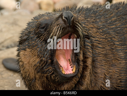 Roaring Seelöwen, Zoo, England, Großbritannien, Europa Stockfoto