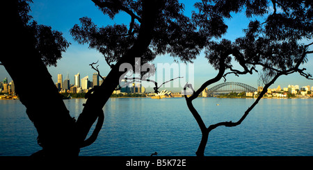 Sydney durch Bäume Stockfoto