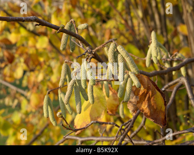 Gemeinsame Hasel (Corylus avellana) Stockfoto