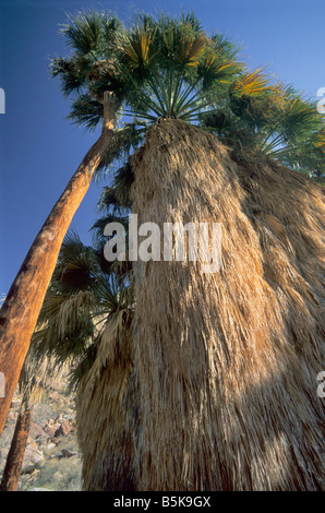 Wüste Fan Palmenhain in Borrego Palm Canyon Oasis Anza Borrego Desert State Park Kalifornien USA Stockfoto