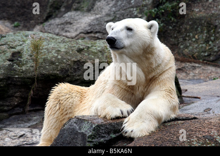 Nahaufnahme von arktischen Eisbären saß auf Felsen Stockfoto