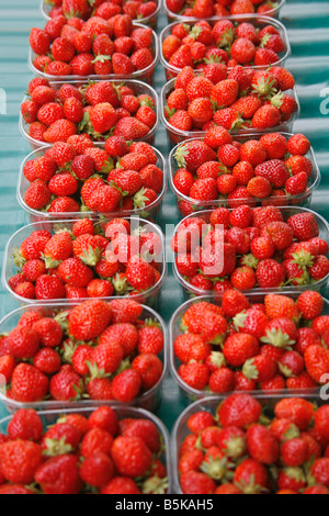 Anzeige der frische rote Erdbeeren auf Markt in Frankreich Stockfoto