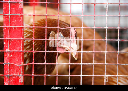 Eiablage Huhn im Käfig am französischen Markt Stockfoto