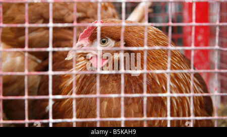 Eiablage Huhn im Käfig am französischen Markt Stockfoto